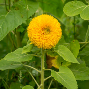 Sonnenblume Teddy Bear - Helianthus annuus teddy bear - Willemse