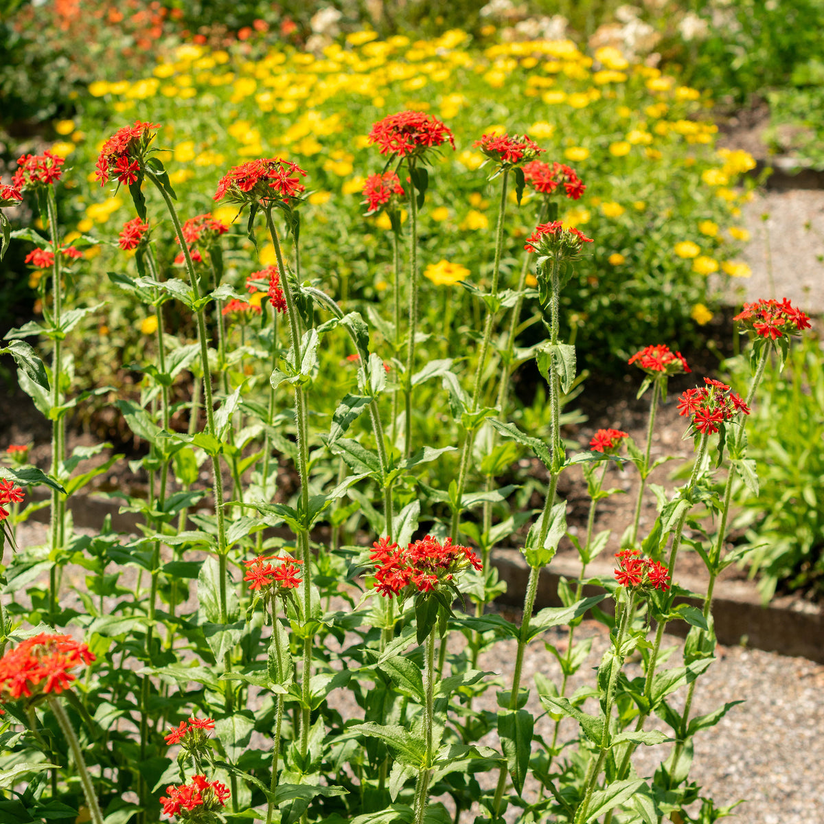 Brennende Liebe - Lychnis chalcedonica - Willemse