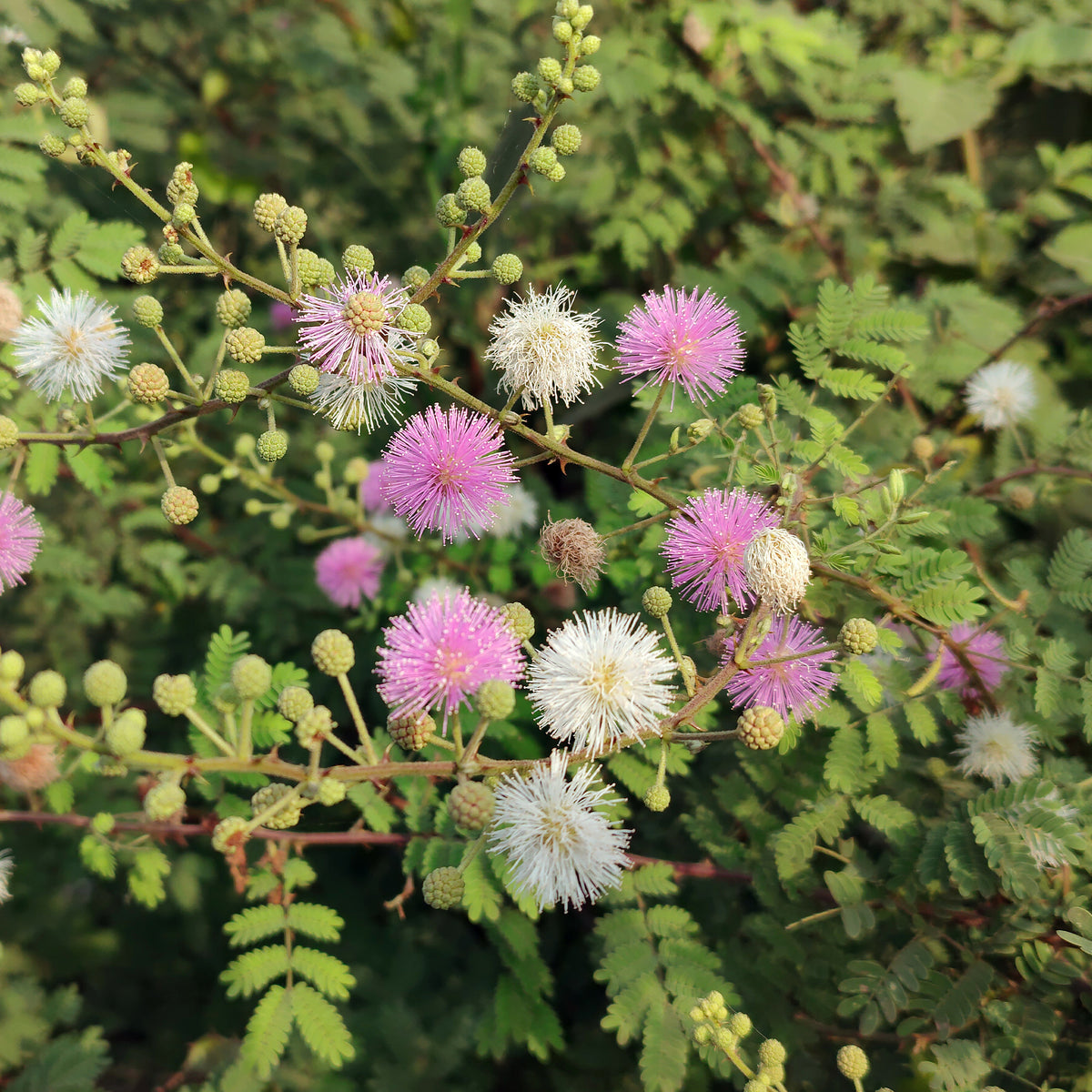 Mimose pudica (Sinnpflanze) - Mimosa pudica - Willemse