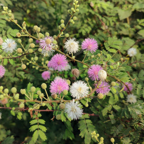 Mimose pudica (Sinnpflanze) - Mimosa pudica - Willemse