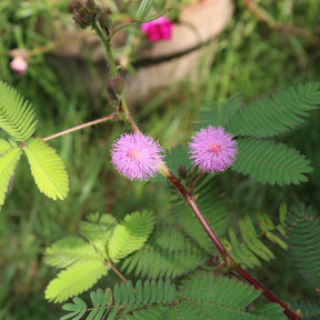 Mimose pudica (Sinnpflanze) - Willemse