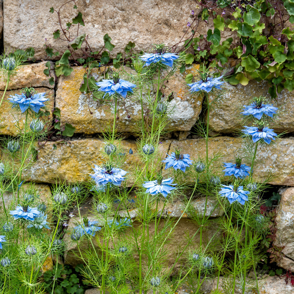 Jungfer im Grünen ‘Miss Jekyll Blue’ - Nigella damascena - Willemse