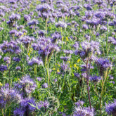 Phacelia tanacetifolia - Phacelia Bio - Samen für einjährige Blumen
