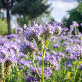 Phacelia Bio - Willemse