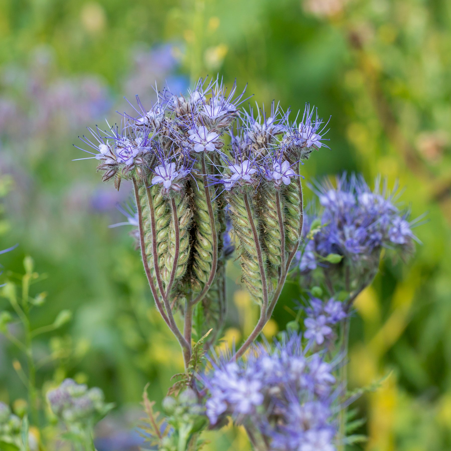 Phacelia Bio - Phacelia tanacetifolia - Willemse