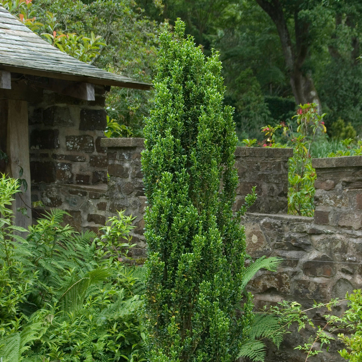 Japanische Stechpalme Fastigiata - Ilex crenata fastigiata - Willemse