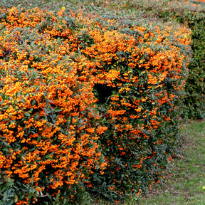 Pyracantha  saphyr ® orange cadange - Feuerdorn ‘Saphyr Orange’® - Immergrüne Pflanzen
