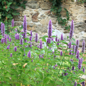 Agastache foeniculum - Anis-Duftnessel - Agastache
