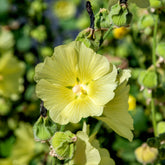 Raue Stockrose gelb