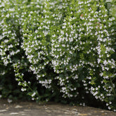 Bergminze - Calamintha nepeta subsp. nepeta - Willemse