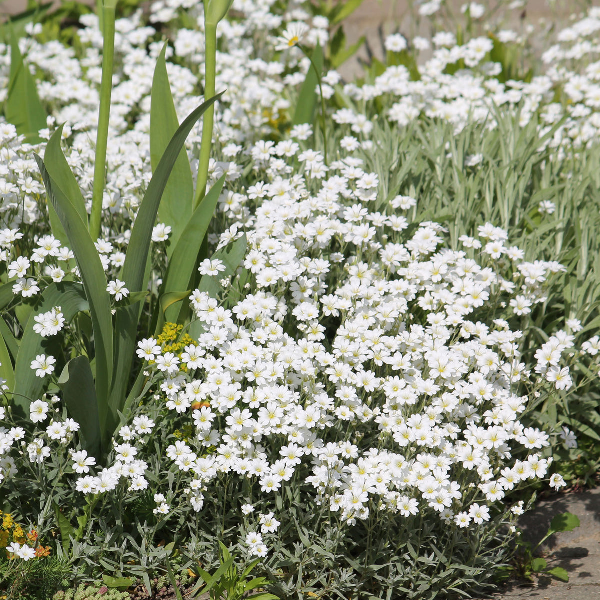 Biebersteins Hornkraut - Cerastium biebersteinii - Willemse