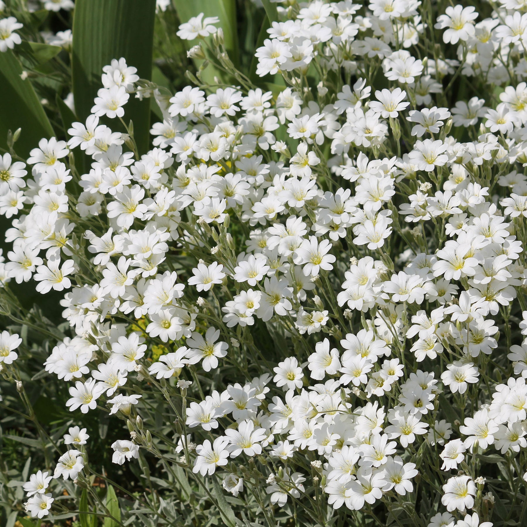 Biebersteins Hornkraut - Willemse