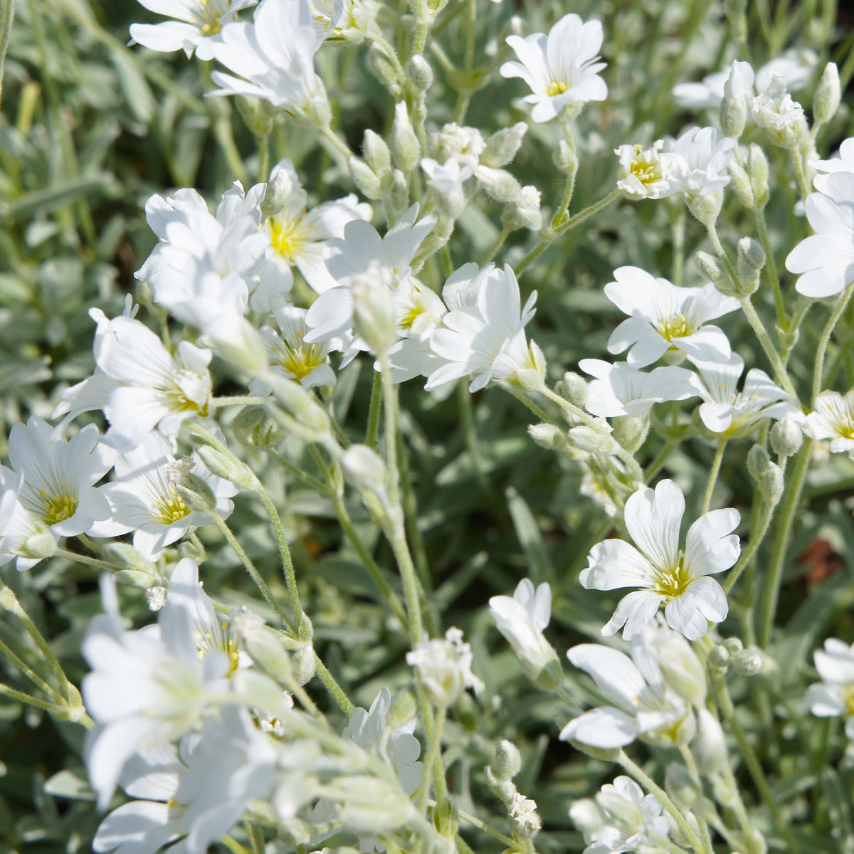 Stauden - Biebersteins Hornkraut - Cerastium biebersteinii