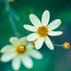 Netzblatt Schönauge Moonbeam - Coreopsis verticillata Moonbeam - Willemse