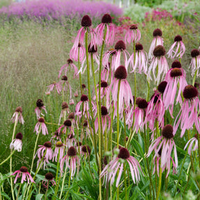 Echinacea pallida - Blasser Sonnenhut - Stauden