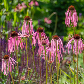 Blasser Sonnenhut - Echinacea pallida - Willemse