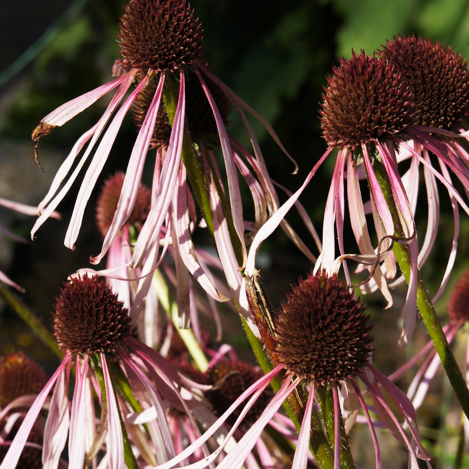 Blasser Sonnenhut Hula Dancer - Echinacea pallida Hula Dancer - Willemse