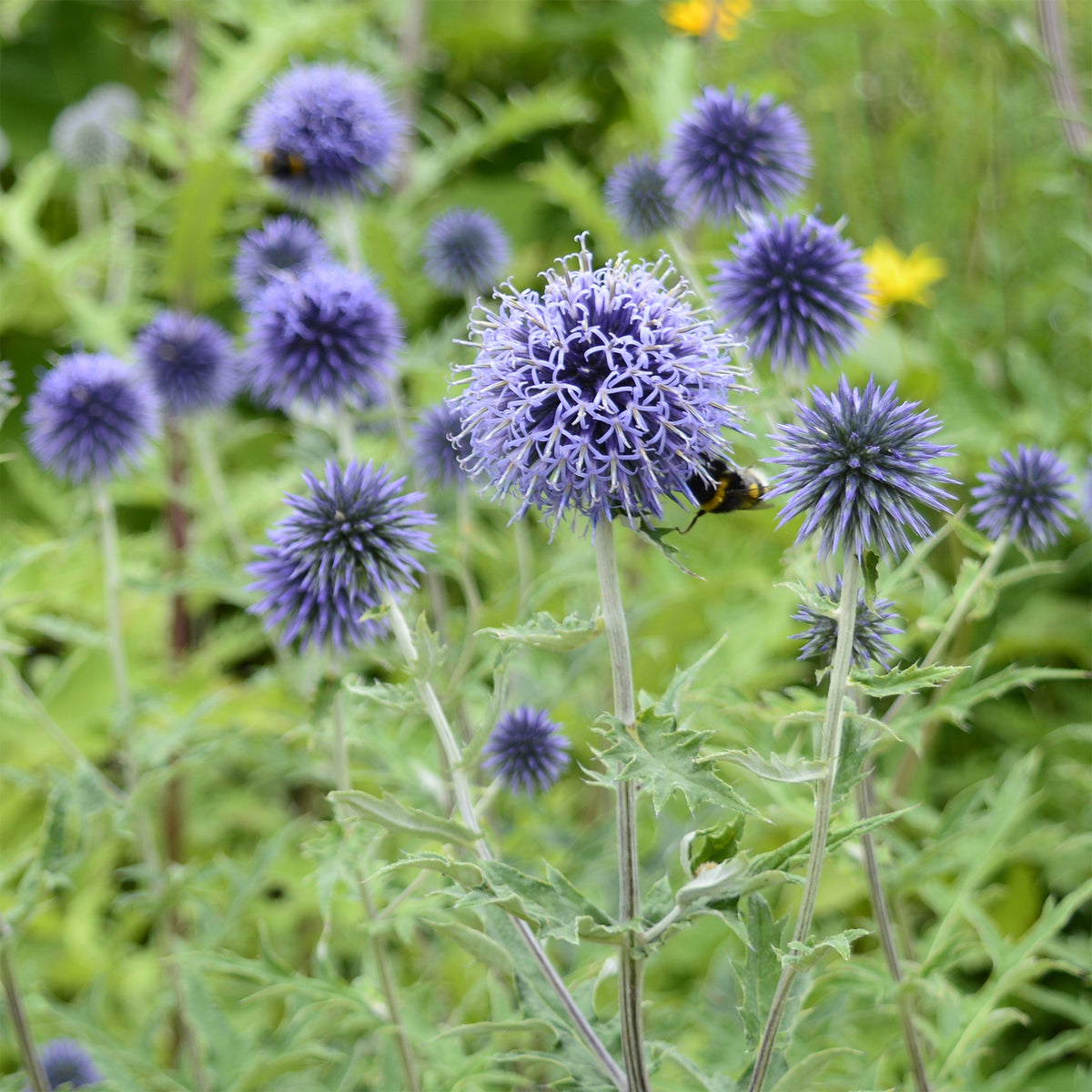 Kugeldistel - Echinops ritro - Willemse