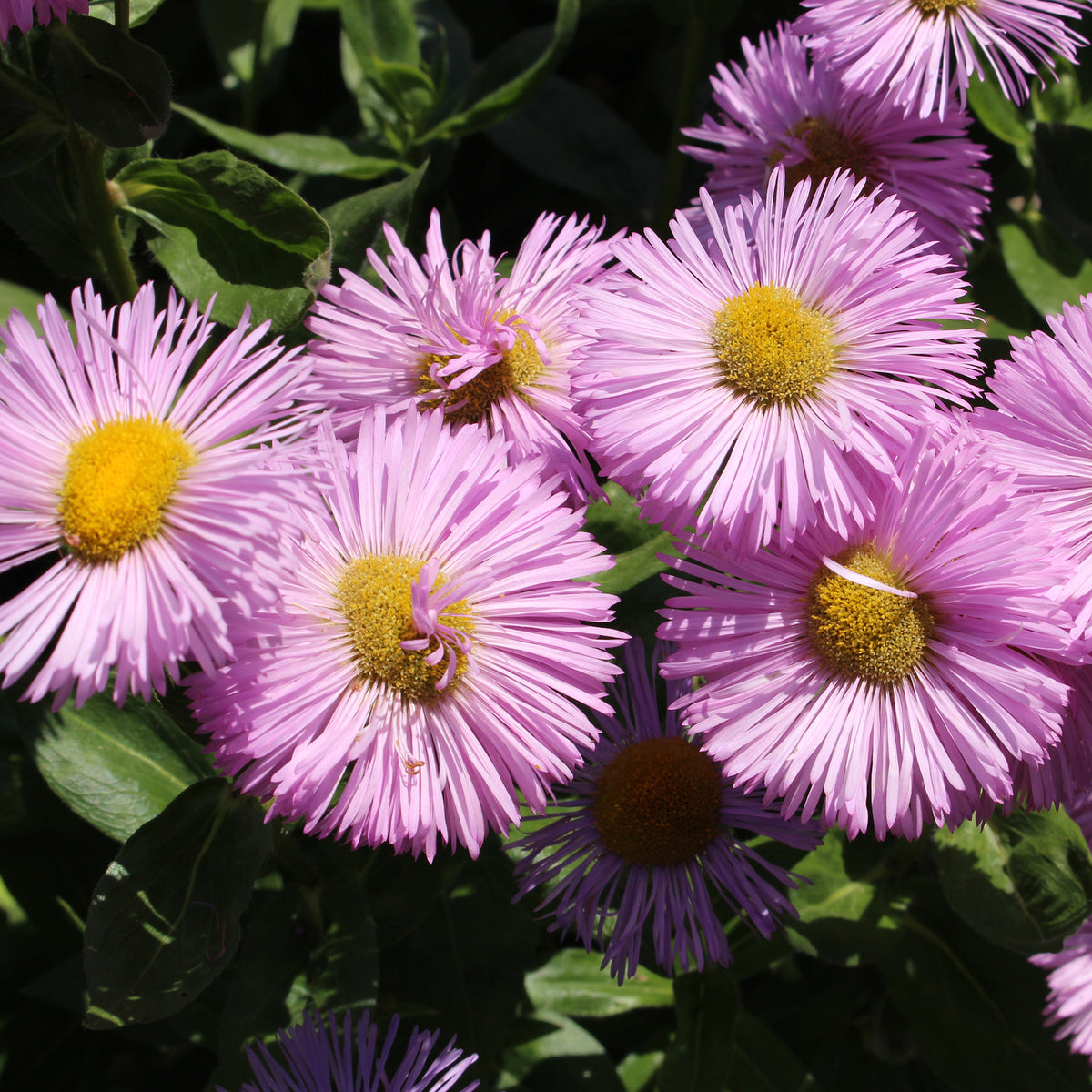 Spanisches Gänseblümchen ‘Rosa Jewel’ - Willemse