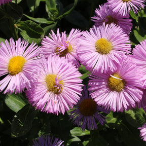 Spanisches Gänseblümchen ‘Rosa Jewel’ - Willemse