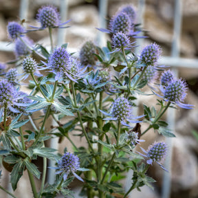 Mannstreu 'Blauer Zwerg' - Willemse
