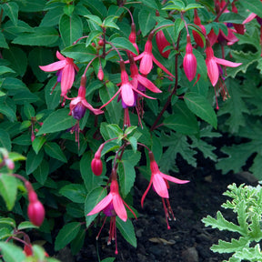 Fuchsie ‘Tom Thumb’ - Willemse