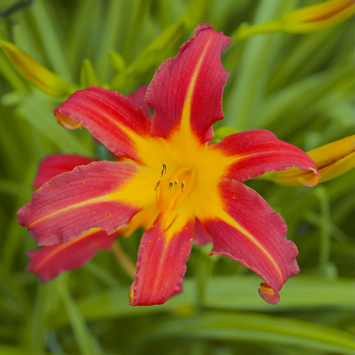 Taglilie ‘Autumn Red’ - Willemse