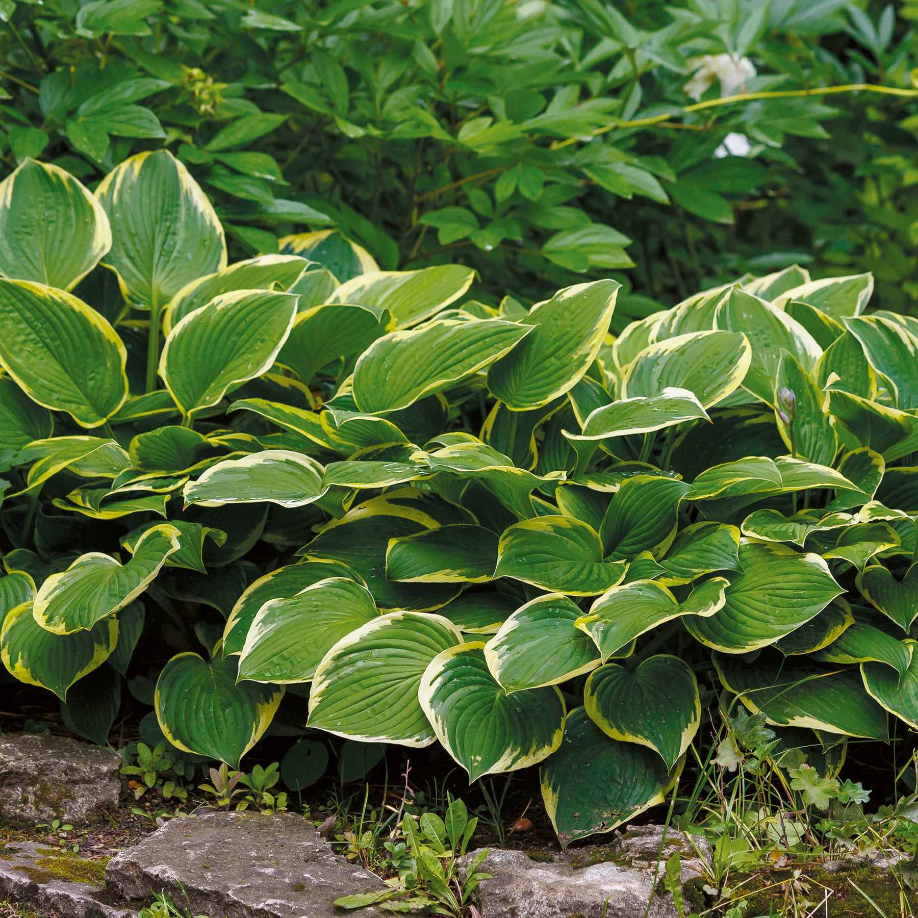 Hosta Aureomarginata Funkia - Willemse