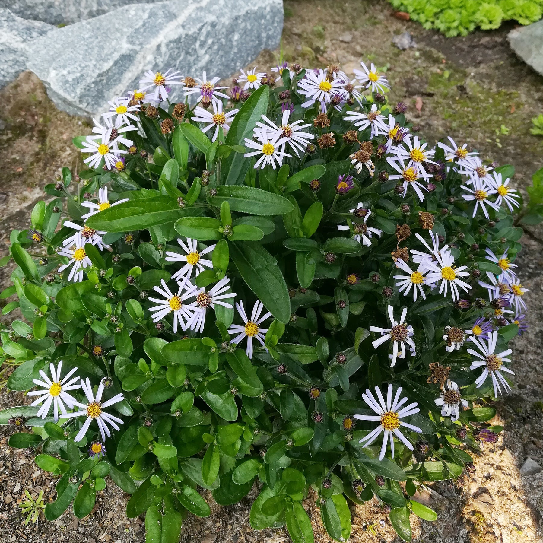Scheinaster - Schönaster Nana Blue - Kalimeris incisa nana blue