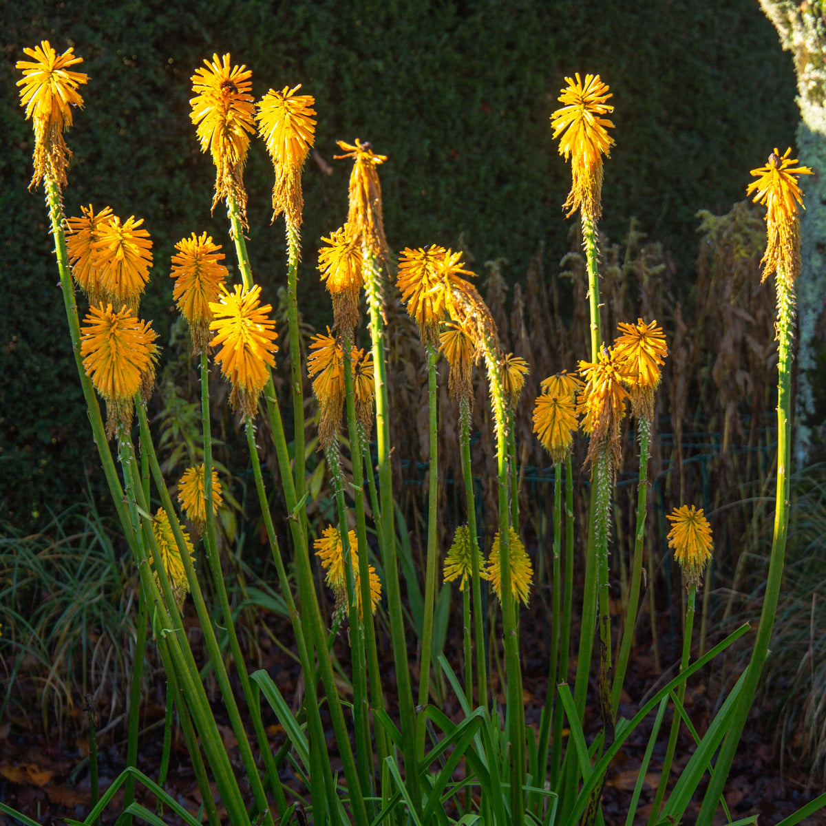 Fackellilie citrina - Willemse