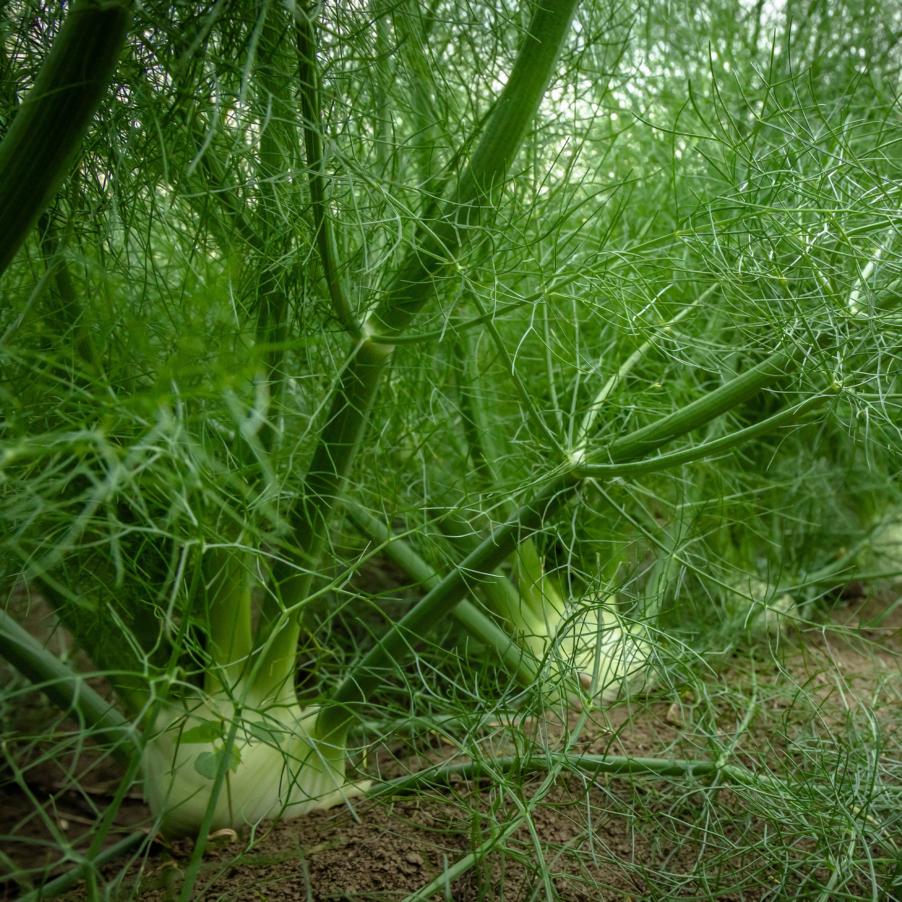 Gewöhnlicher Fenchel - Willemse