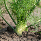 Foeniculum vulgare - Gewöhnlicher Fenchel - Gewürzkräuter