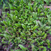Fiederpolster - Leptinella squalida - Willemse