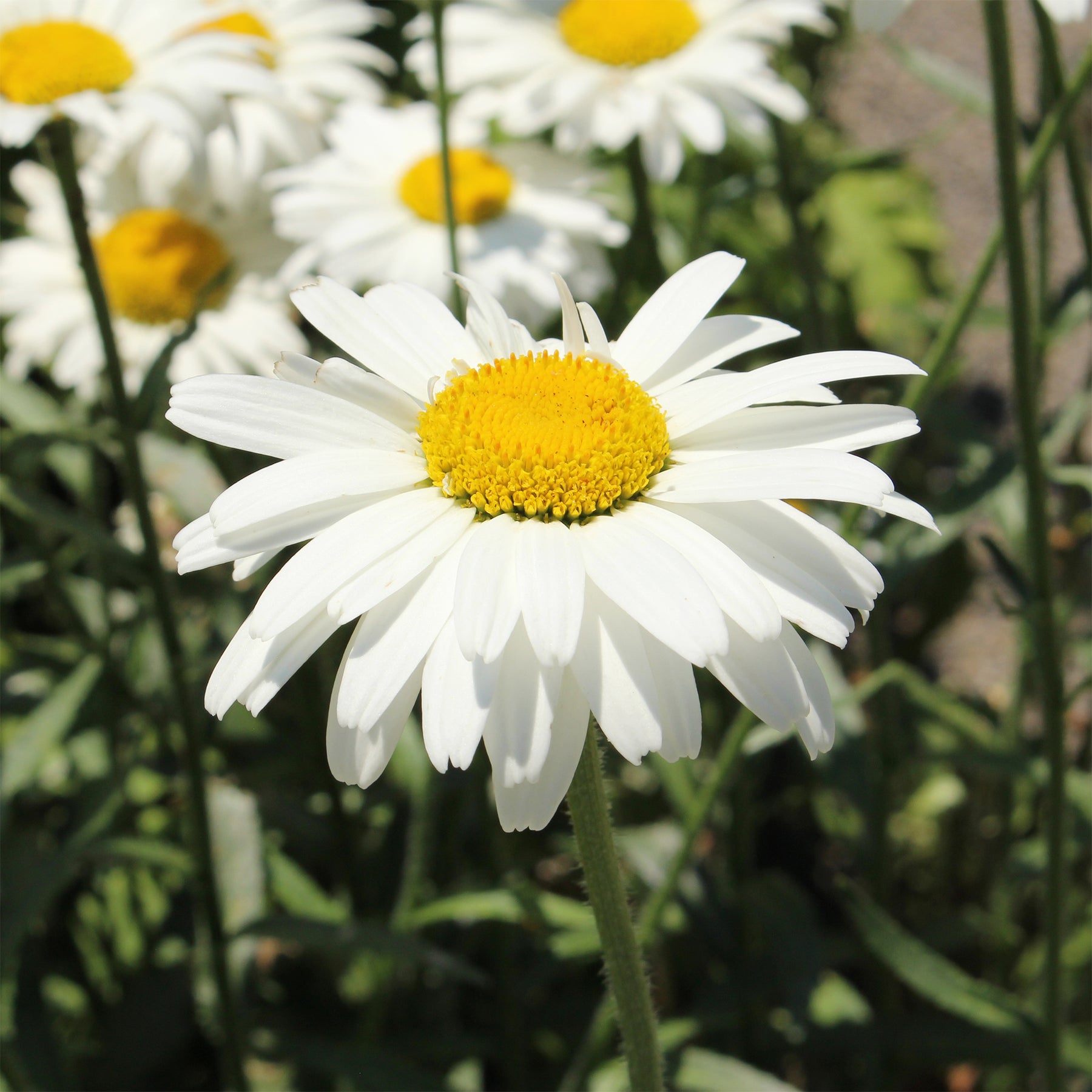 Großblumige Margerite 'Alaska' - Leucanthemum x superbum alaska - Willemse