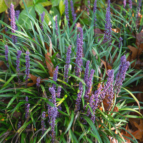 Immergrüne Lilientraube Evergreen Giant - Willemse