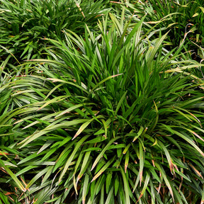 Immergrüne Lilientraube Evergreen Giant - Liriope muscari evergreen giant - Willemse