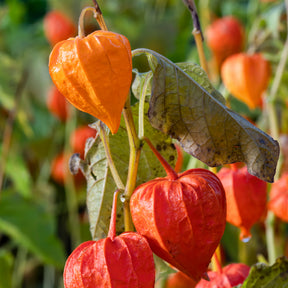 Lampionblume - Physalis alkekengi var. franchetii - Willemse