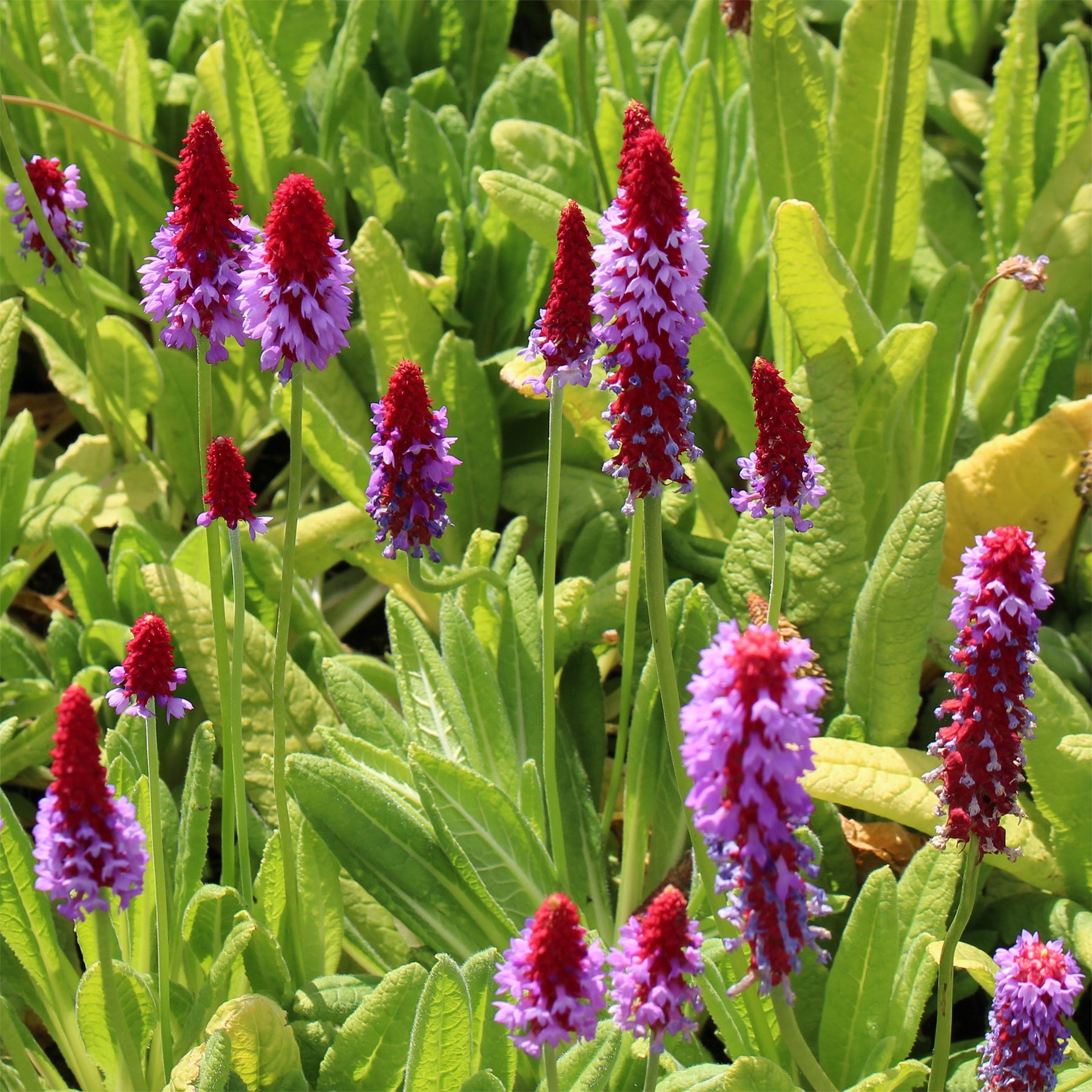 Orchideen-Primel - Willemse