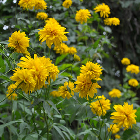 Geschlitztblättriger Sonnenhut 'Goldquelle' - Rudbeckia laciniata goldquelle - Willemse