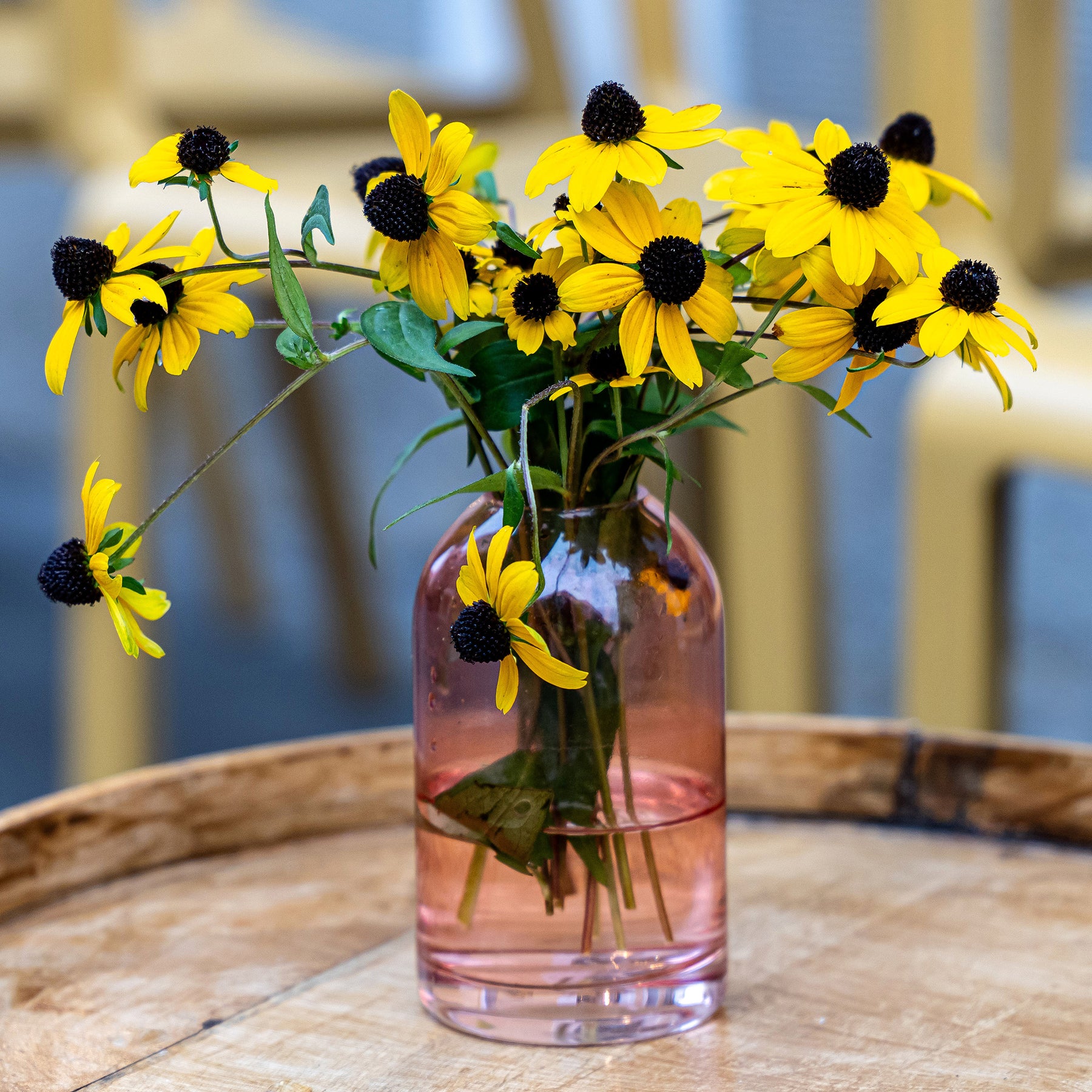 Dreilappiger Sonnenhut - Rudbeckia - Willemse