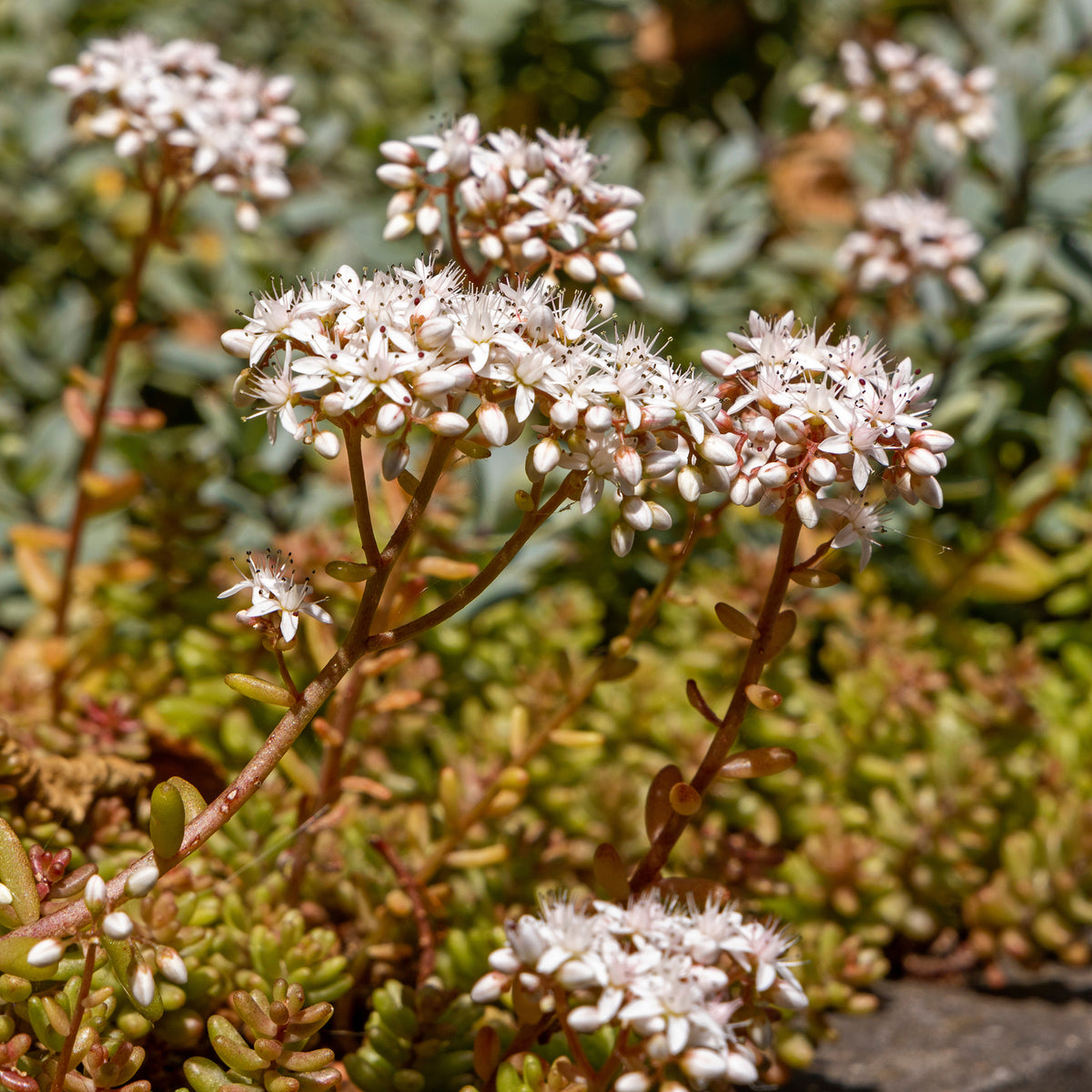 Sedum album Coral Carpet - Mauerpfeffer 'Coral Carpet' - Stauden