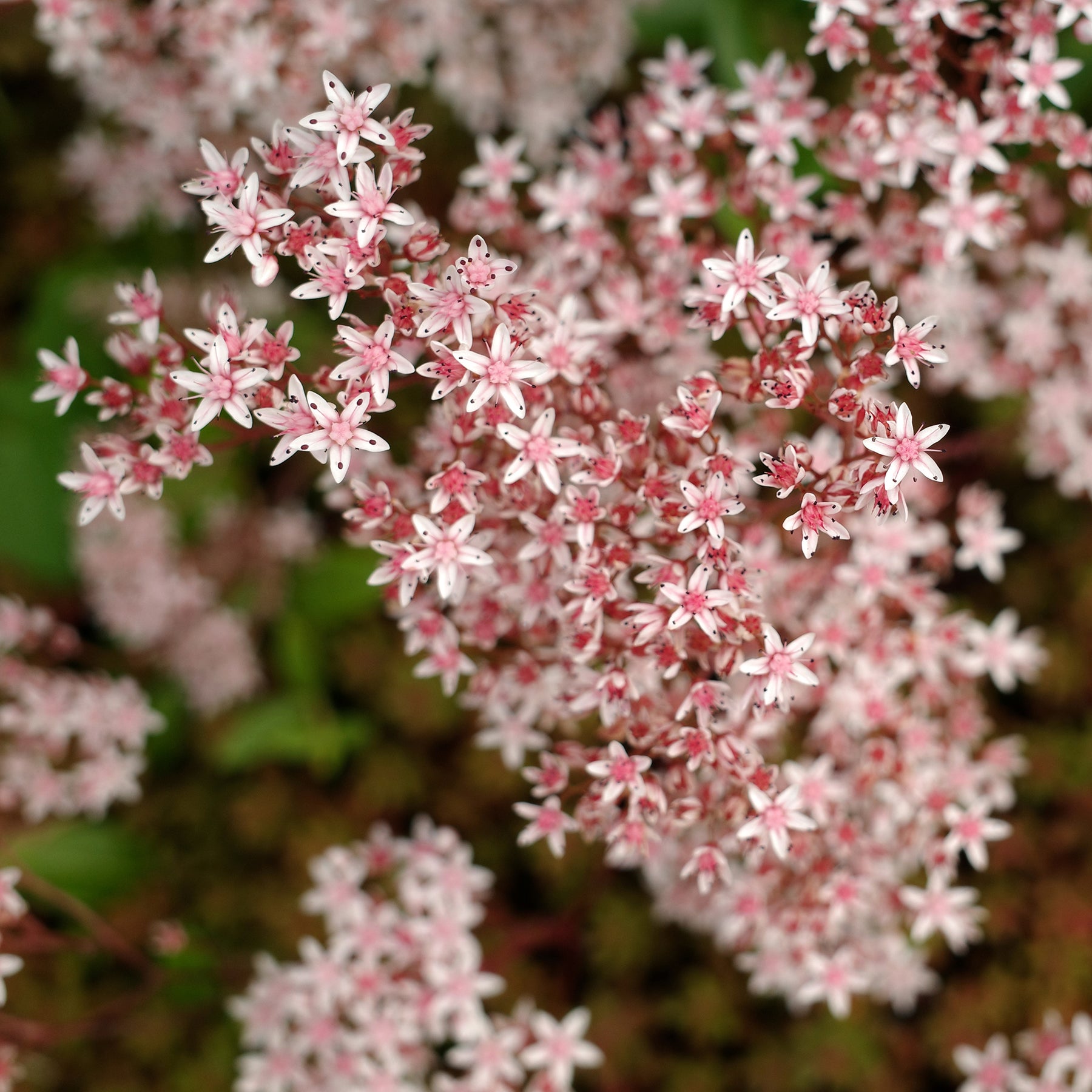 Weißer Mauerpfeffer 'Murale' - Sedum album Murale - Willemse