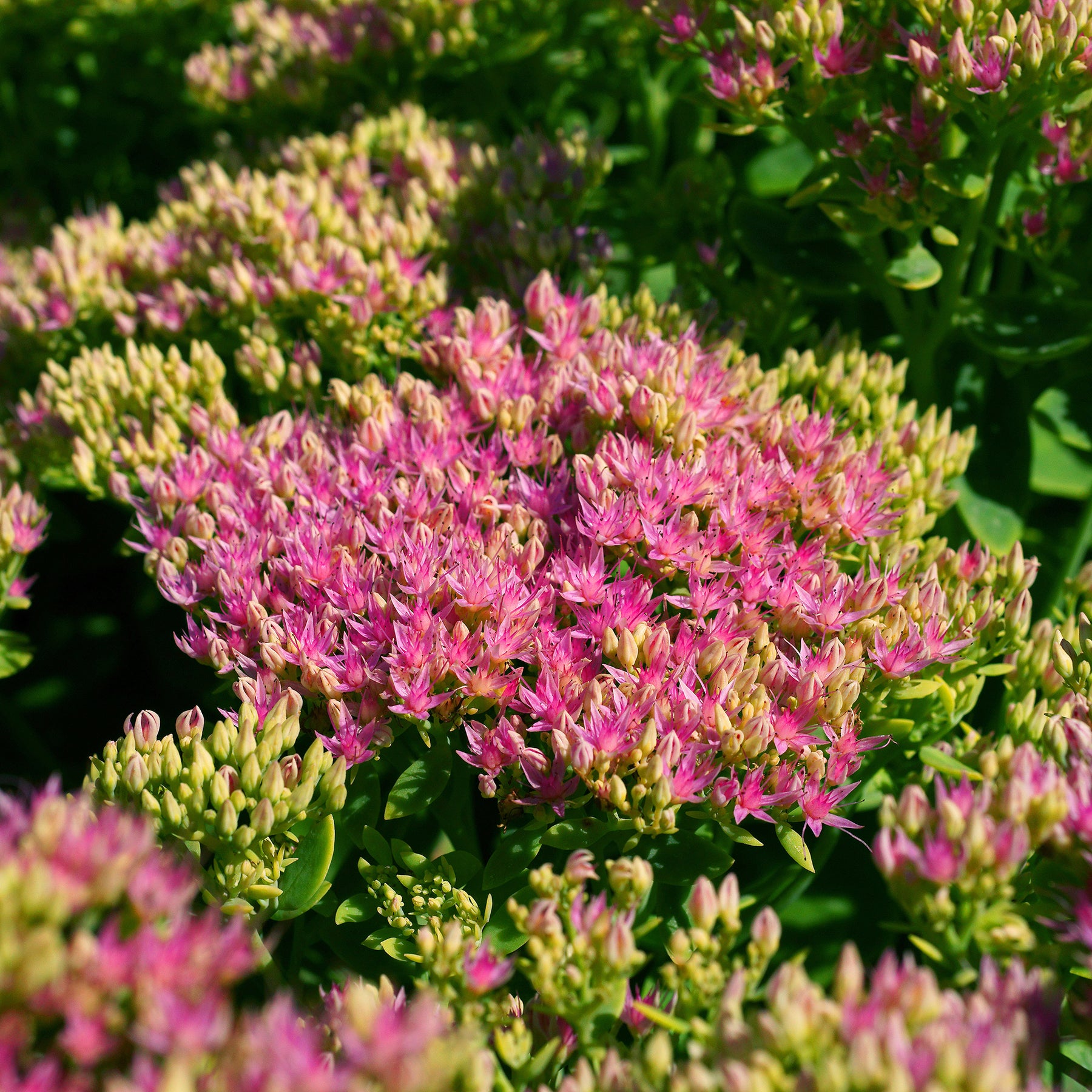 Prächtiges Fettblatt 'Brillant' - Sedum spectabile brilliant ( brilliant group ) - Willemse
