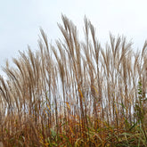Chinaschilf ‘China’ - Miscanthus sinensis china - Willemse