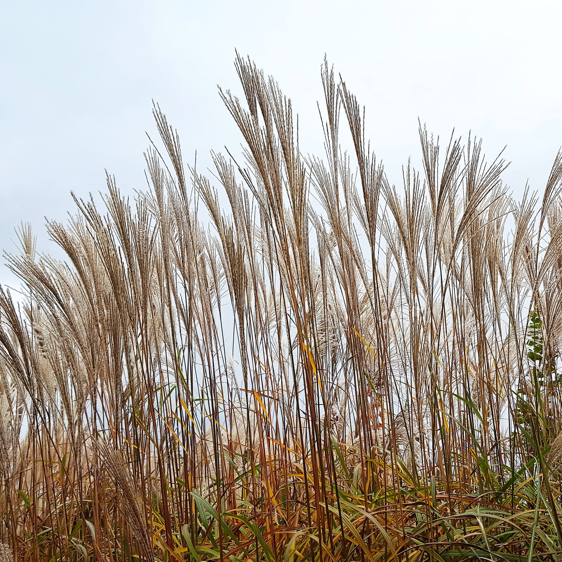 Chinaschilf ‘China’ - Miscanthus sinensis china - Willemse