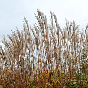 Chinaschilf ‘China’ - Miscanthus sinensis china - Willemse