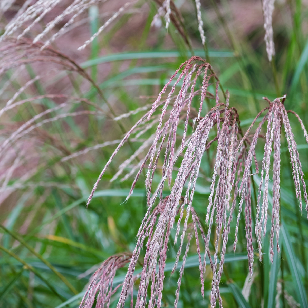 Chinaschilf Flamingo - Miscanthus sinensis flamingo - Willemse