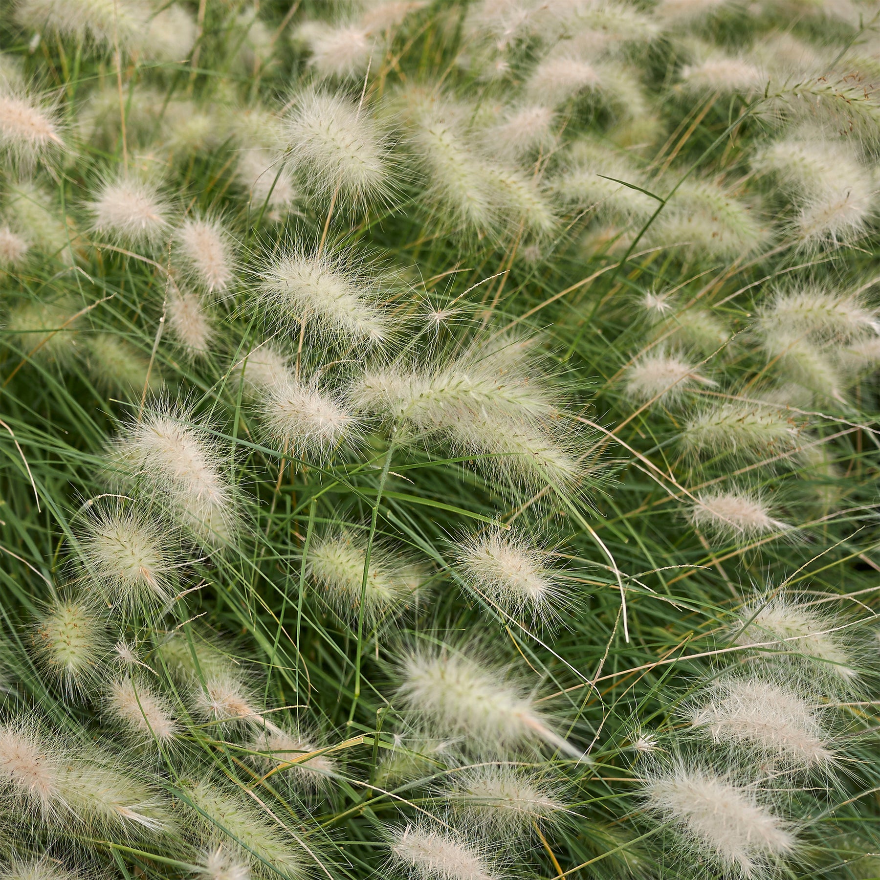 Lampenputzergras - Pennisetum villosum - Willemse