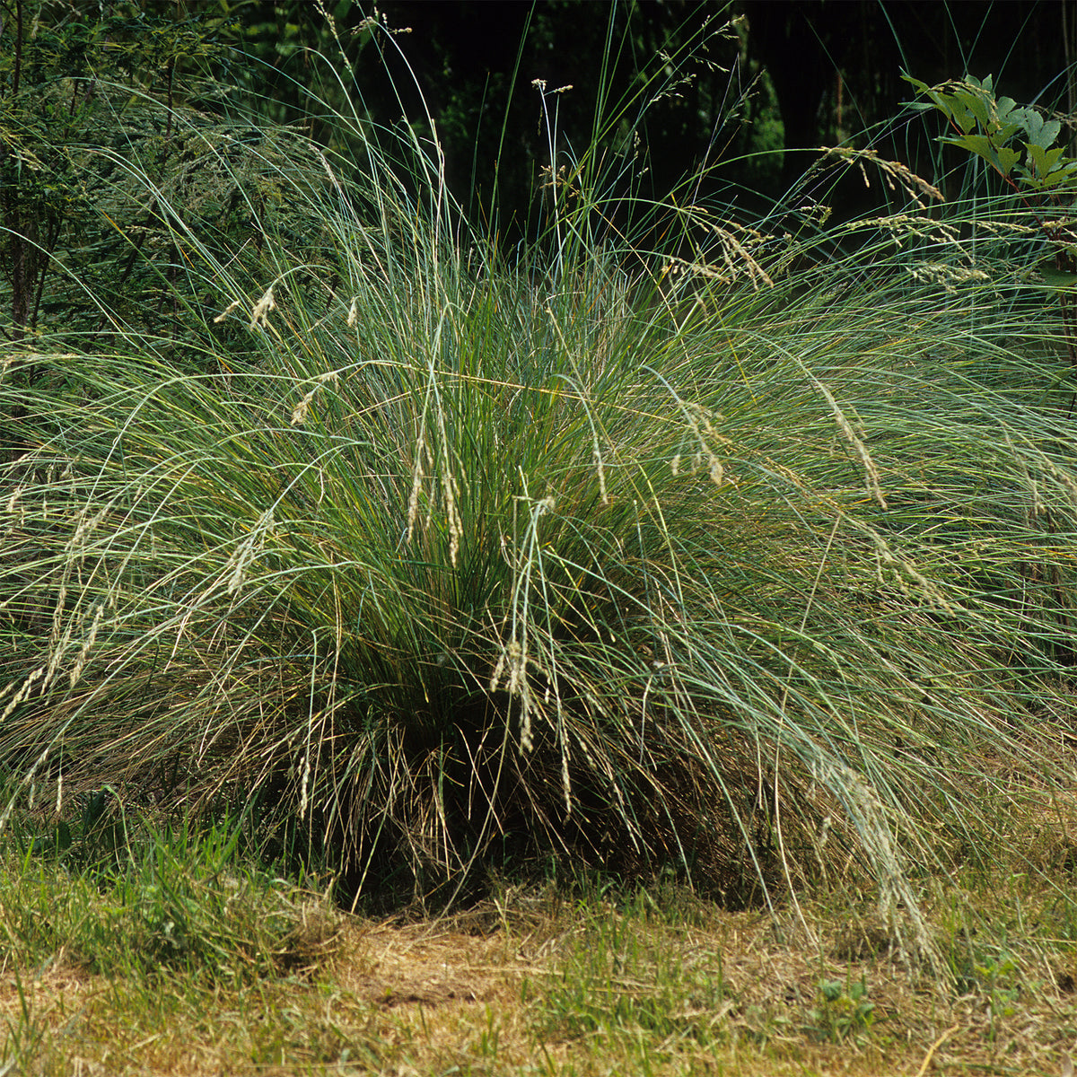 Immergrünes Australien-Rispengras (Poa labillardieri) - Willemse