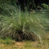 Immergrünes Australien-Rispengras (Poa labillardieri) - Willemse